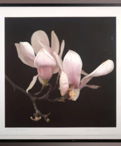 GICLEE MARIA BERKHOUT JOOP VOS (Dutch) - Magnolia